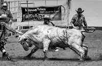 Bull!