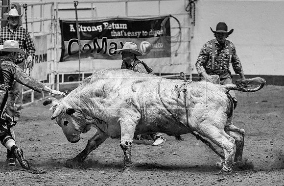 Bull!