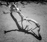 Animated Tree