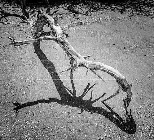 Animated Tree