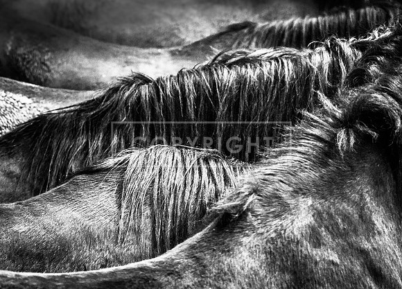 The Mane Thing
