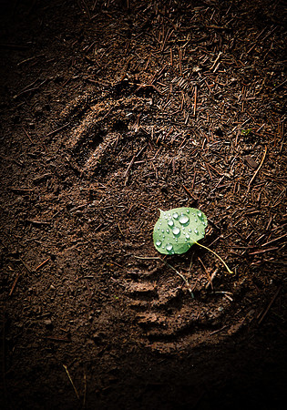 Leaf Footprint