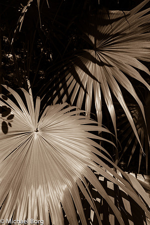 Sepia Palm