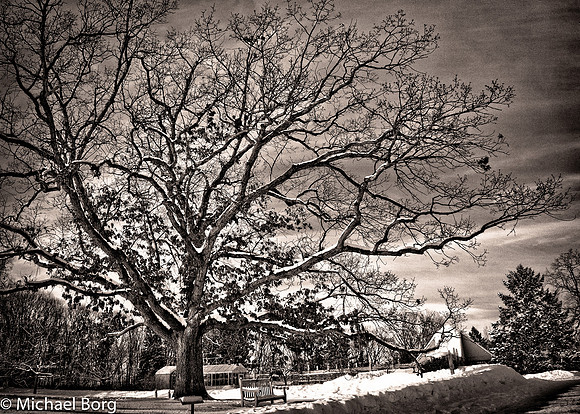 Tree and Snow