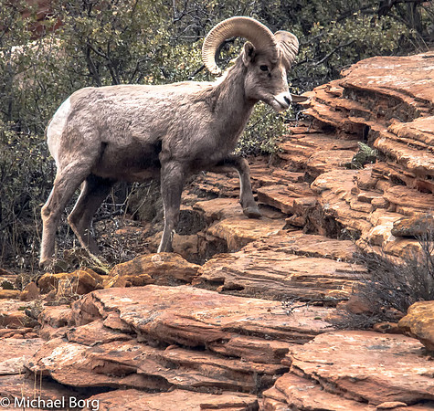 Zion Ram