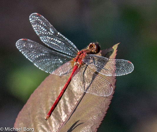 Red Dragonfly