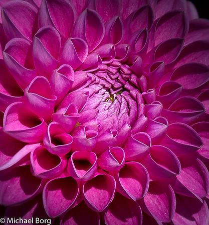 Pink Dahlia 1