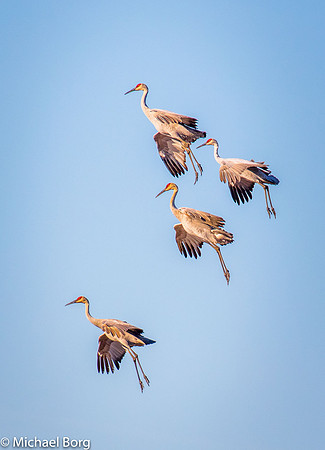 Sand Hill Cranes Landing