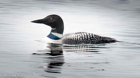 Loon 1