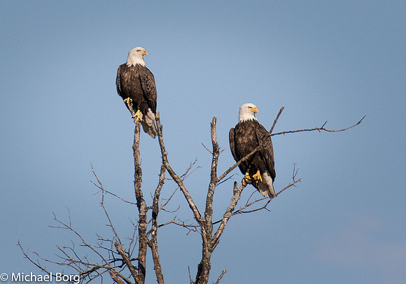 Bald Eagle 2