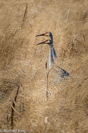 Sand Hill Cranes Pair