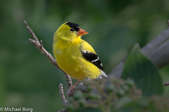 Yellow Finch
