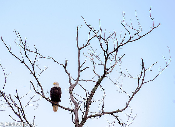Bald Eagle 1