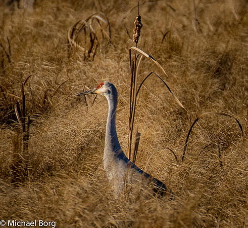 Portrait of Sand Hill Crane