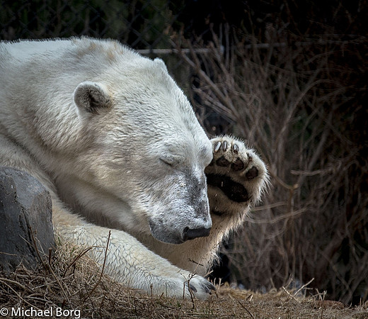 Polar Bear 1