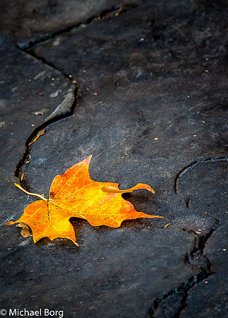 Fall Leaf w/Rock