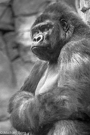 Silverback Gorilla