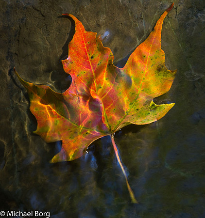 2015-09-18-Arboretum-153295184 x 3456