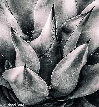 ArboretumNovember 03, 2014Cactus B&W