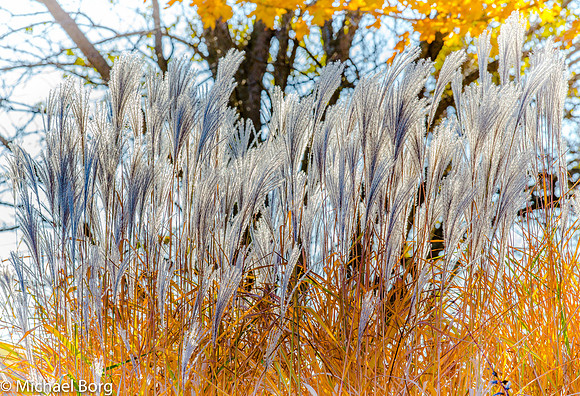 2015-10-16-Arboretum-216195184 x 3456