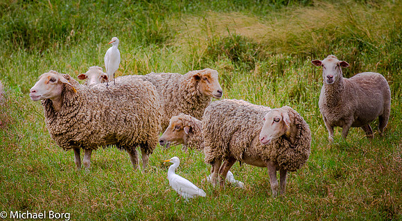Friends in the Field-Oahu-HI
