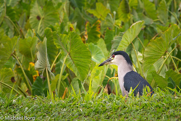 Kauai Crane in Taro Field