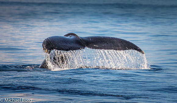 Humpback Tail-Maui,HI