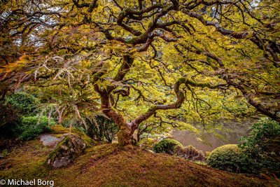 Japanese Maple
