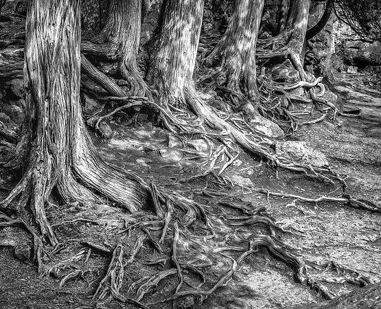 Root Chaos