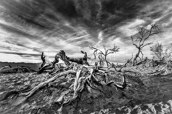 Desert Trees