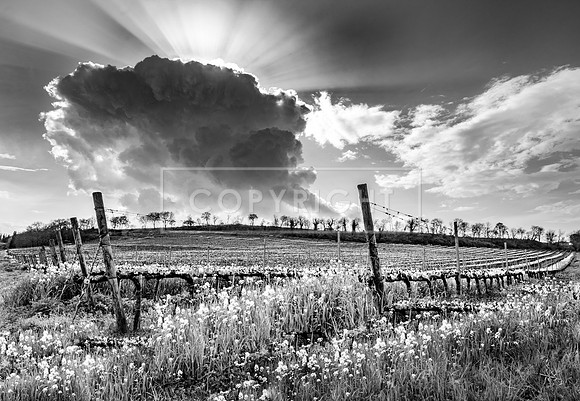 Clouds over Italian Vines